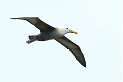 Waved Albatross